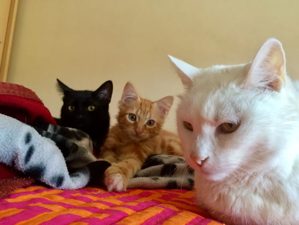 Menta, Gary y Tabby