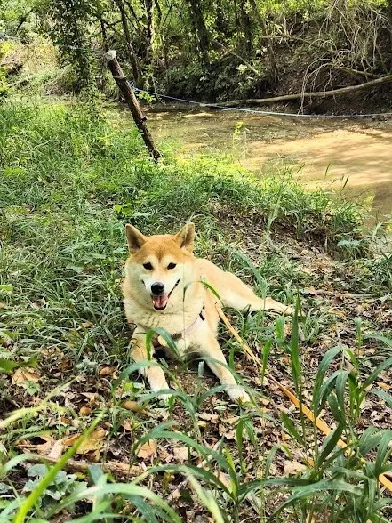 Nala